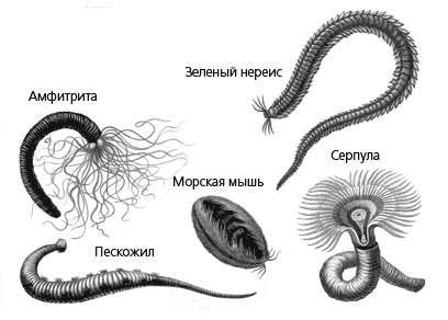 Многощетинковые кольчатые черви