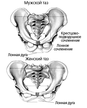 Различия между тазом мужчины и женщины