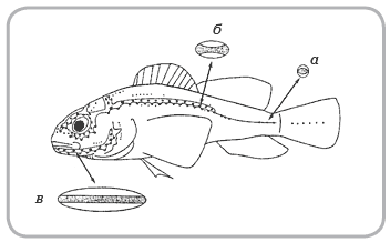 Относительные размеры свободных (а) и канальных (б, в) нефромастов у бычка подкаменщика