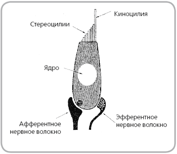 Схема волосковой клетки