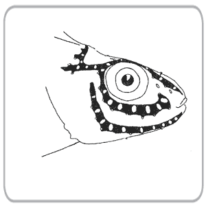 Каналы боковой линии на голове у обыкновенного ерша