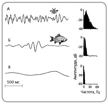 Амплитудные, динамические и частотные характеристики поверхностных волн,генерируемых упавшими на воду летающими насекомыми (А), рыбами (Б) и ветром (В)