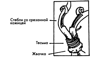 Прививка с помощью жвачки, соединяющая стебли помидора и картофеля (стадии 1–5)