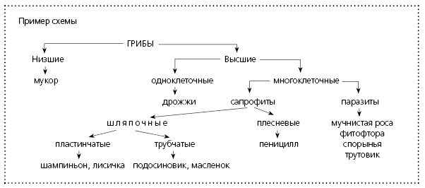 Схема процесса возникновения грибов на земле