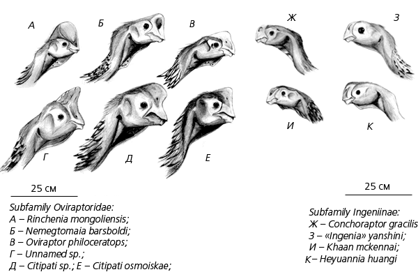 Разнообразие голов в семействе овирапторид (родственников гигантораптора)