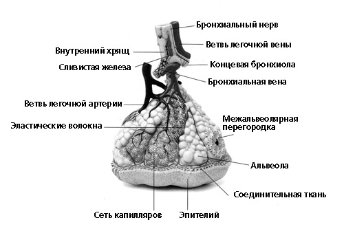 Бронхиола и альвеолы