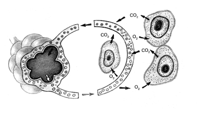 Газообмен в органах и тканях