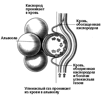 Газообмен в альвеоле