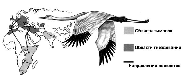 Карта птицы. Основные пути пролета птиц. Изучение миграции птиц. Карта миграции птиц. Метод миграции птиц.