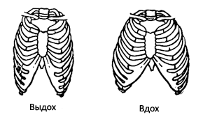 Положение ребер при выдохе и вдохе