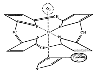 Схема связи гема с глобином в молекуле гемоглобина