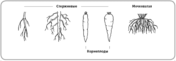 Тип корневой системы у шиповника