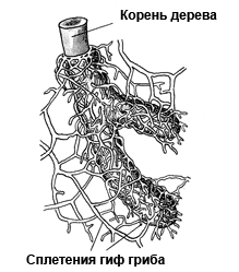 Микориза