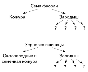 Все, что нужно знать о фасоли овощной. Часть 1.