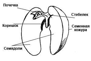 Класс Двудольные (семя фасоли)