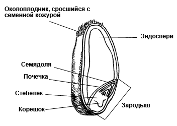 Рисунок зерновки пшеницы с подписями строение