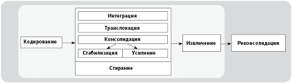 Рис. 3. Стадии формирования и извлечения «следа памяти»