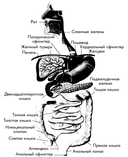 Пищеварительный тракт