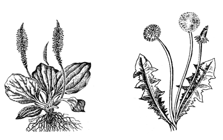 На рисунке 1 изображено растение и внутреннее. Растения из красной книги картинки.