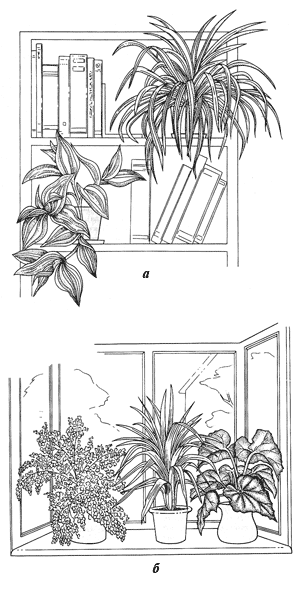 Размещение растений: а – в книжном шкафу; б – на подоконнике