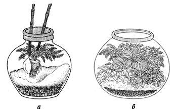 Выращивание растений в стеклянных бутылях и аквариумах: а – посадка растений; б – сад в аквариуме