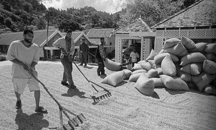 Просушка кофе на Ямайке