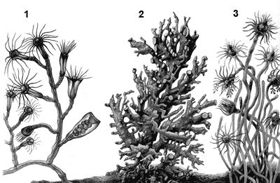 1 – колония отелии из отряда текафоров; 2 – колония Аллопоры бореопацифики из отряда гидрокораллов; 3 – колония тубулярии из отряда атекатов