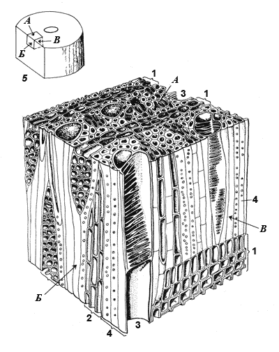 Продольный срез. Продольный срез трехлетней ветки липы. Продольный срез стебля липы. Поперечный и продольный срез ветки. Продольный и поперечный срез стебля.