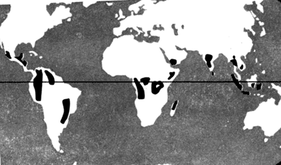 Основные области возделывания кофе