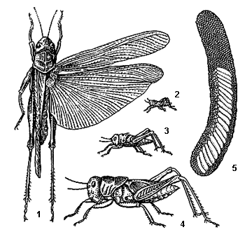Саранча азиатская: 1 – взрослое насекомое; 2–4 – личинки 1-го, 3-го и 5-го возрастов; 5 – кубышка (боковая стенка снята)