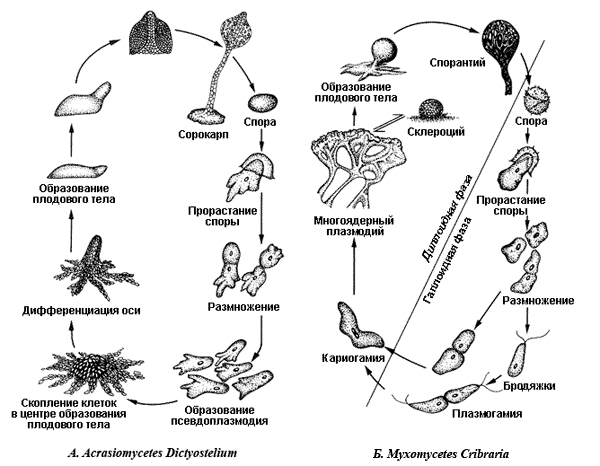 Жизненный цикл грибов схема
