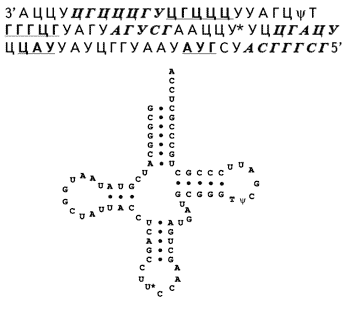 Рис. 2.6. Последовательность тРНК с палиндромными (выделенные шрифтом) участками (вверху); вторичная структура участка тРНК (внизу).
