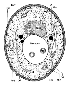 Схема строения дрожжевой клетки