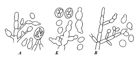 Виды роста и почкования дрожжеподобных грибов: А – Endomycopsis, Б – Saccharomyces, В – Candida