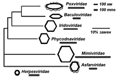 Филогенетическое древо больших ДНКсодержащих вирусов