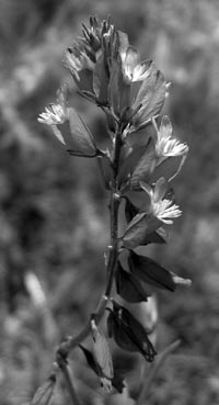 Рис. 5. Истод меловой (Polygala cretacea) в Дивногорье (Воронежская обл.)