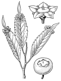 Рис. 9. Phyllonoma laticuspis с соцветиями, расположенными на листьях (по: «Жизнь растений», т. 5 (2), 1981)