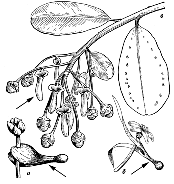 Рис. 12. Соцветие и цветки представителей семейства Marcgraviaceae