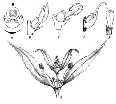 Рис. 13. Современные представители семейства Chloranthaceae