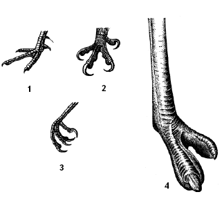 Строение ног птиц в зависимости от их образа жизни. 