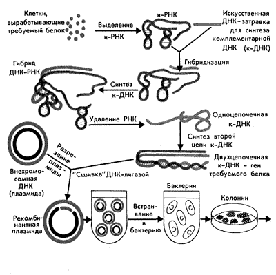 Схема получения гена требуемого белка