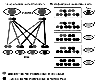 Гены и цвет глаз