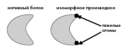 Рис. 5. Изоморфное замещение белков