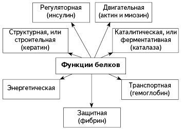 Биосинтез белка. Генетический код