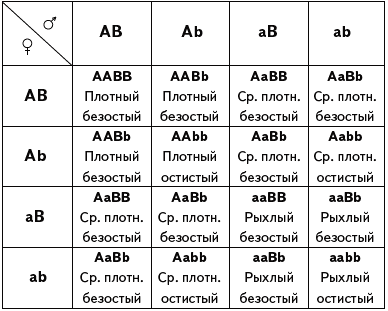 Схема аавв х аавв иллюстрирует скрещивание