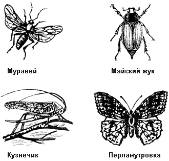 Развитие майского жука