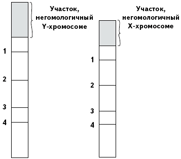 Негомологичные хромосомы. Негомологичные участки хромосомы.