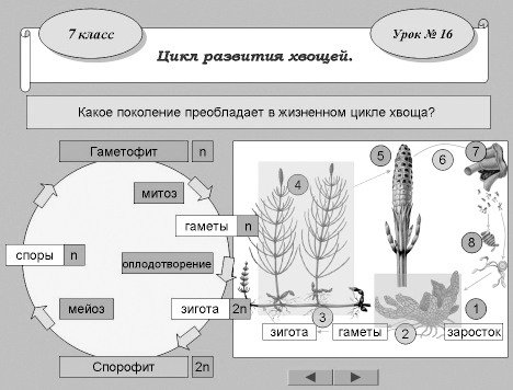 Цикл развития хвоща схема