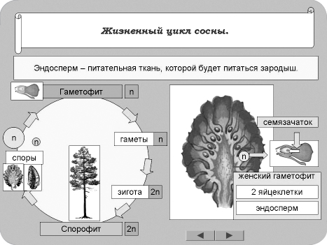 Процесс размножения сосны зарисуйте схему жизненного цикла