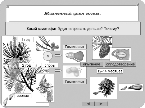 Жизненный цикл сосны схема